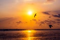 background of sunset with flying seagull at Bangpu Recreation Center, the gulf of Thailand Royalty Free Stock Photo