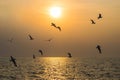 background of sunset with flying seagull at Bangpu Recreation Center, the gulf of Thailand Royalty Free Stock Photo