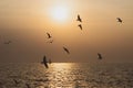 background of sunset with flying seagull at Bangpu Recreation Center, the gulf of Thailand Royalty Free Stock Photo