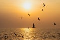 background of sunset with flying seagull at Bangpu Recreation Center, the gulf of Thailand Royalty Free Stock Photo