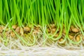 Background surface of crosscut sprouted wheat with visible green shoots, seeds and white roots Royalty Free Stock Photo