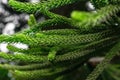 Background surface of exotic plant Araucaria green tree branch