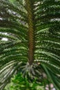 Background surface of exotic plant Araucaria green tree branch