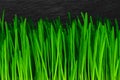 Background surface of green shoots sprouted wheat on black stone background Royalty Free Stock Photo