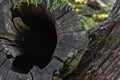 Background surface of old cut tree branch covered with moss and Royalty Free Stock Photo