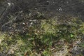 Background surface of very old grey wood stub with moss and grass growing from it Royalty Free Stock Photo