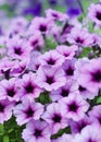 Background Surfinia petunia