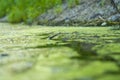 Background with a swamp with dirty water overgrown with sedge, grass and small broken boughs filmed closeup Royalty Free Stock Photo