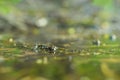 Background with a swamp with dirty water overgrown with sedge Royalty Free Stock Photo