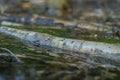 Background with a swamp with dirty water overgrown with sedge Royalty Free Stock Photo