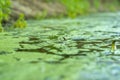 Background with a swamp with water overgrown with sedge Royalty Free Stock Photo