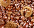 A background of sweet chestnuts