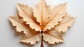 Background with sycamore leaf pattern. Royalty Free Stock Photo