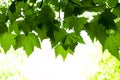 Background of sycamore tree leaves Royalty Free Stock Photo