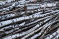 Pile of slim Birch trunks wood trunks