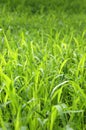 Background Of Tall Green Grass Royalty Free Stock Photo