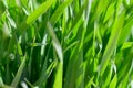Background of tall green grass in the bright sun