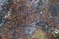 Background with tangled roots on stony ground. Shades of Northern nature.