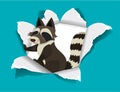 Background template design with wild raccoon on blue paper
