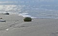 Background with Test of Sea urchin on the shoreline Royalty Free Stock Photo