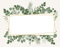 Background for text from eucalyptus. gray and green eucalyptus.i