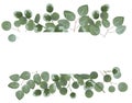 Background for text from eucalyptus. gray and green eucalyptus.i