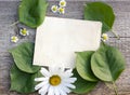 Kraft paper sheet green leaves apricots and chamomile on wooden background