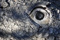 Abstract eye on the bark of an old tree Royalty Free Stock Photo