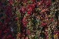 Background texture of Ampelopsis turning red in autumn season