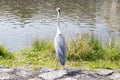 background texture animal bird standing lake poblic park in spring season