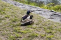 background texture animal duck standing lake poblic park in spring season