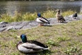 background texture animal duck standing lake poblic park in spring season