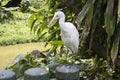 background texture animal white bird standing lake poblic park