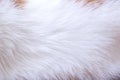 Background or texture of animal's short white coat Royalty Free Stock Photo