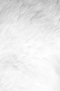 Background or texture of animal's white fur Royalty Free Stock Photo