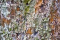 Background, texture apple tree bark, green moss Royalty Free Stock Photo