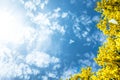 Background texture of Australian native plant golden wattle Acacia pycnantha blooming against bright blue sky. Copy space for text Royalty Free Stock Photo