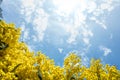 Background texture of Australian native plant golden wattle Acacia pycnantha blooming against bright blue sky. Copy space for text Royalty Free Stock Photo