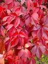 Background, texture of autumn bright colorful leaves of Parthenocissus Royalty Free Stock Photo