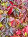 Background, texture of autumn bright colorful leaves of Parthenocissus Royalty Free Stock Photo