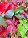 Background, texture of autumn bright colorful leaves of Parthenocissus Royalty Free Stock Photo