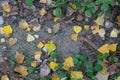 Background texture with autumnal leaves on the floor