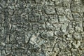 Background texture of the bark of an old gray tree. Royalty Free Stock Photo