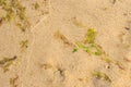 Background or texture of beach sand. Royalty Free Stock Photo