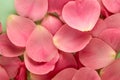 Background texture of beautiful delicate pink rose petals Royalty Free Stock Photo