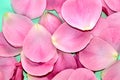 Background texture of beautiful delicate pink rose petals Royalty Free Stock Photo