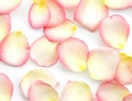 Background texture of beautiful delicate pink rose petals. Royalty Free Stock Photo
