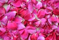 Background texture of beautiful delicate pink rose petals in a random pile Royalty Free Stock Photo