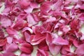 Background texture of beautiful delicate pink rose petals in a random pile Royalty Free Stock Photo