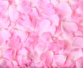 Background texture of beautiful delicate pink rose petals Royalty Free Stock Photo